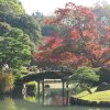 Tokyo_Rikugien_Park_15